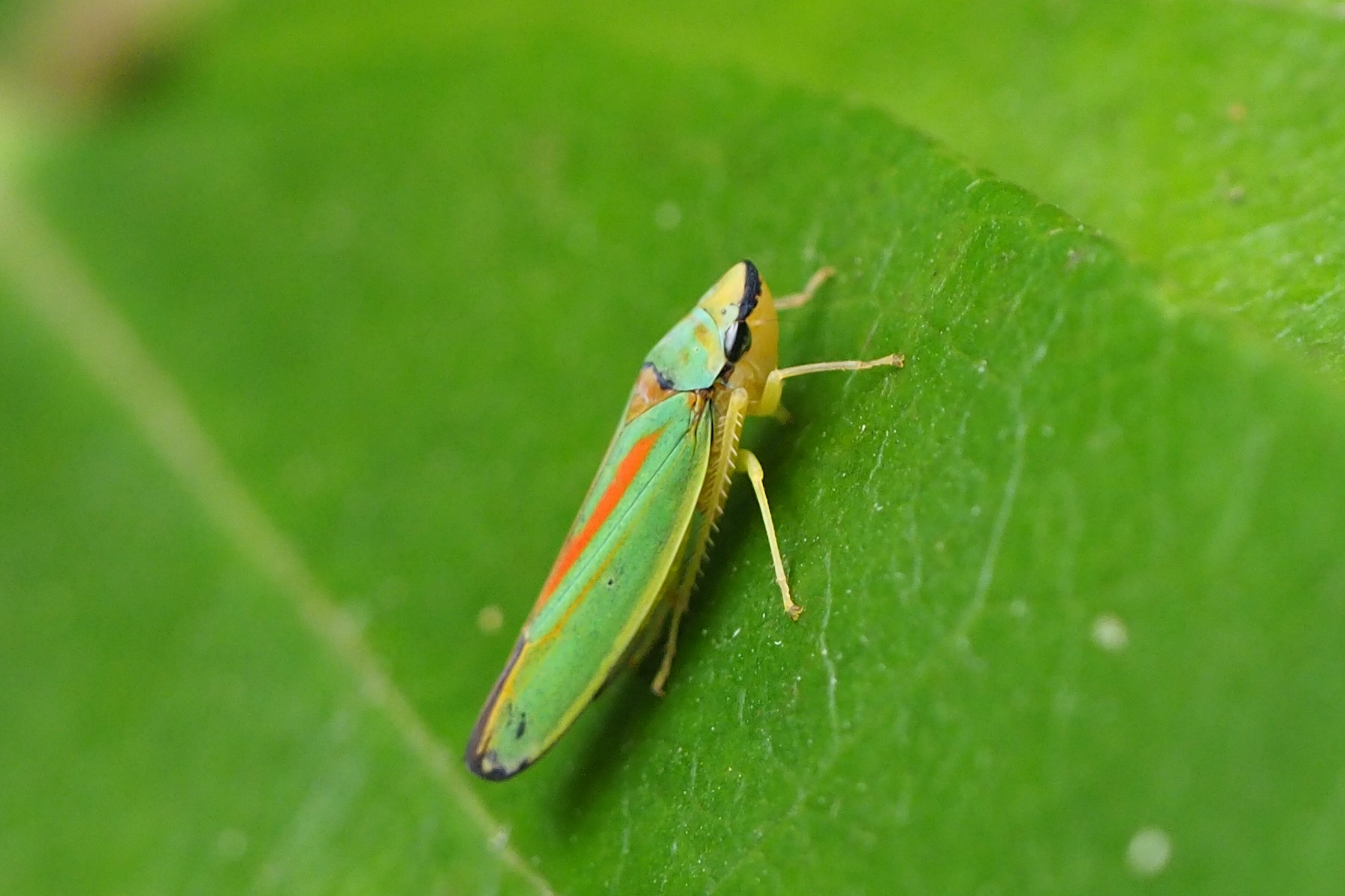 Wat is dit voor een insect